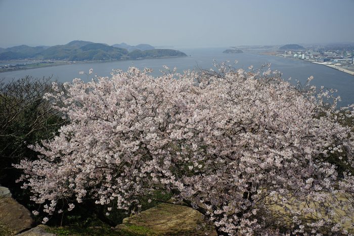 桜と中海