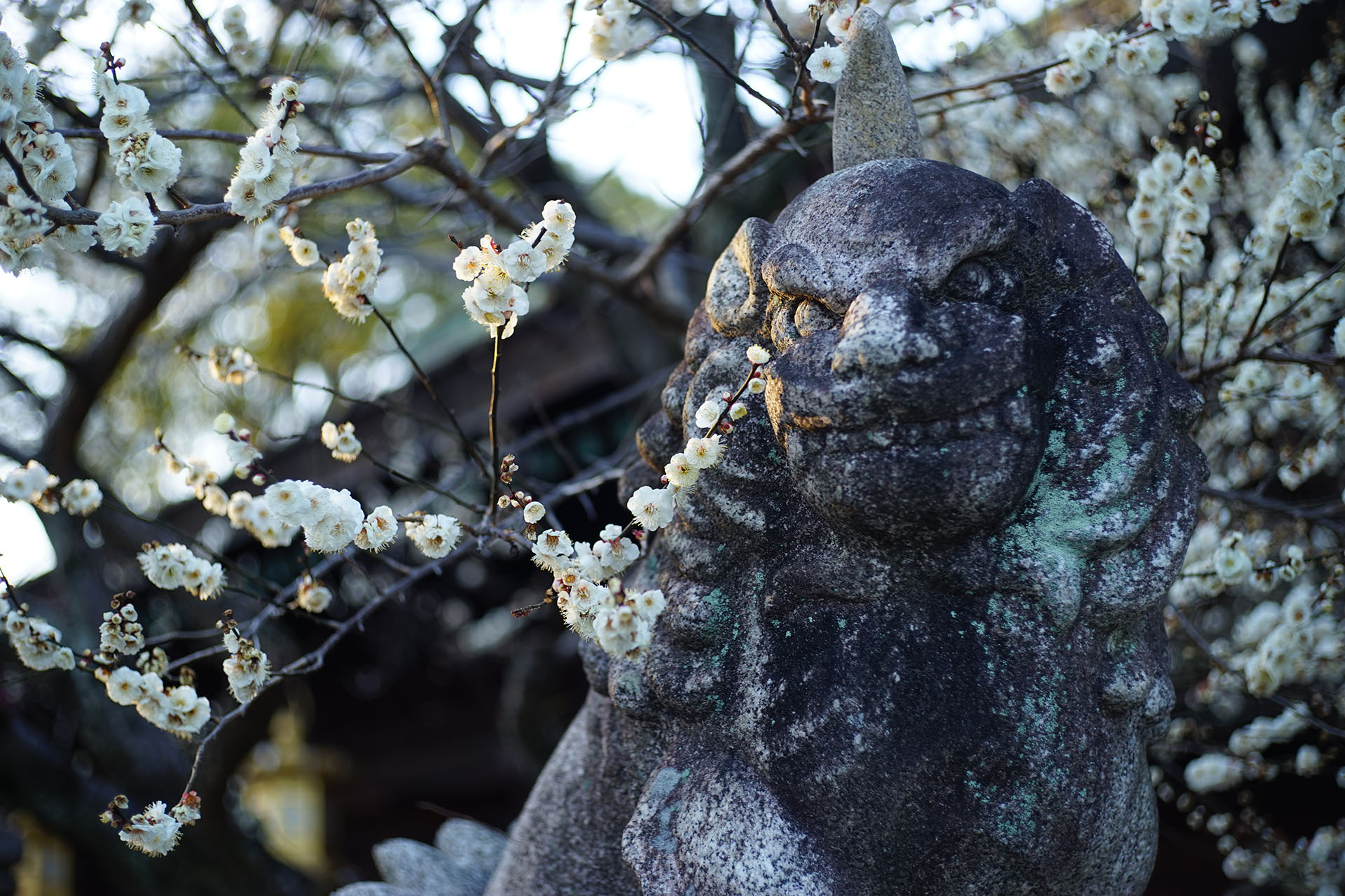 2025.9.23氷魂玉魄 新潟阿賀野産上質苔瑪瑙 2025.9.23氷魂玉魄 新潟