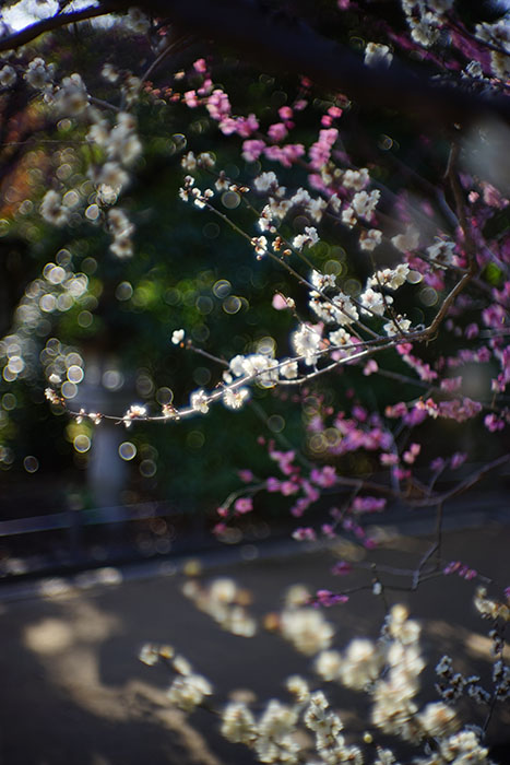 NIKKOR-S.C 5cm f1.4 ①