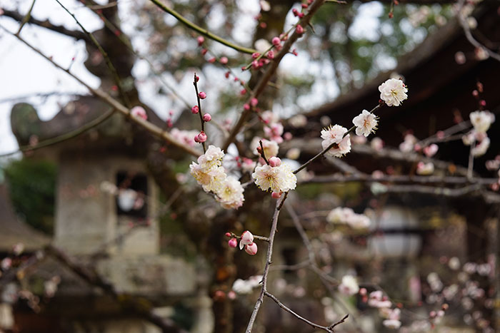 COLOR-SKOPAR 50mm f3.5 ②